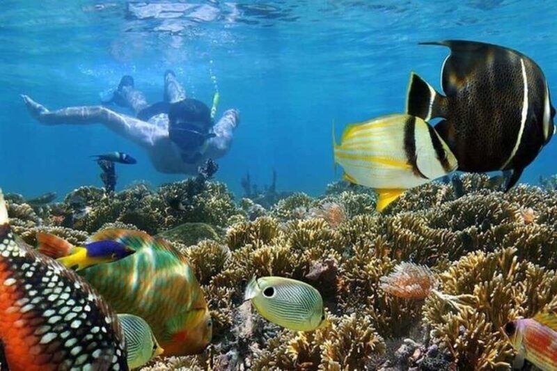 Mnemba: Dolphin Swim & Snorkeling Adventure Day Trip - What to Expect