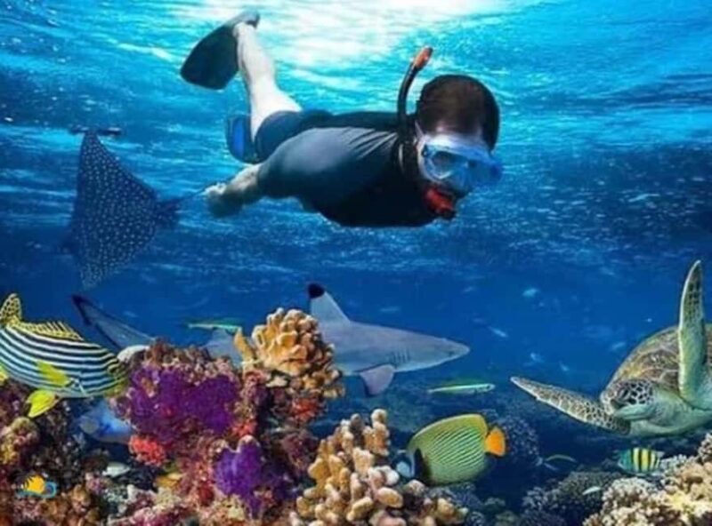 Mnemba: Dolphin Swim & Snorkeling Adventure Day Trip - Why This Tour Is a Great Choice