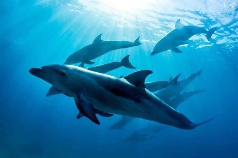 Mnemba: Dolphin Swim & Snorkeling Adventure Day Trip - FAQs
