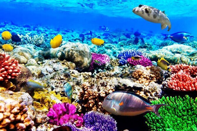Mnemba Dolphin Tour, Clear Kayak, Cooking Class, Horse Riding - Authentic Experiences and Practical Insights