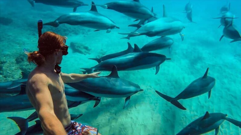 MNEMBA DOLPHIN TOUR, SPICE FARM TOUR & THE LAGOON AQUARIUM - Key Points