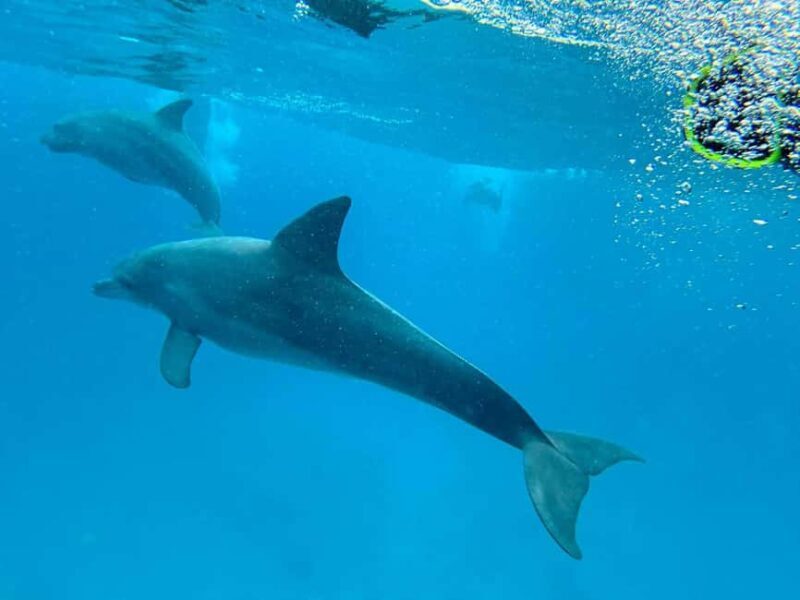 MNEMBA DOLPHIN TOUR, SPICE FARM TOUR & THE LAGOON AQUARIUM - Who Will Love This Experience?