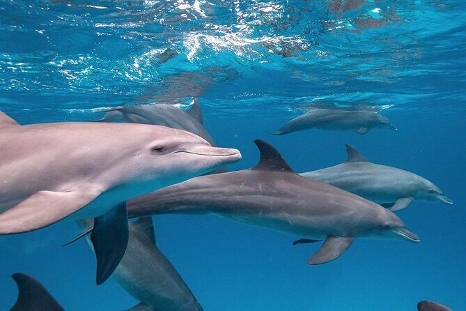 Mnemba Dolphin Tour, The Island Pongwe, Blue Lagoon, Starfish Tour, The Rock - The Sum Up