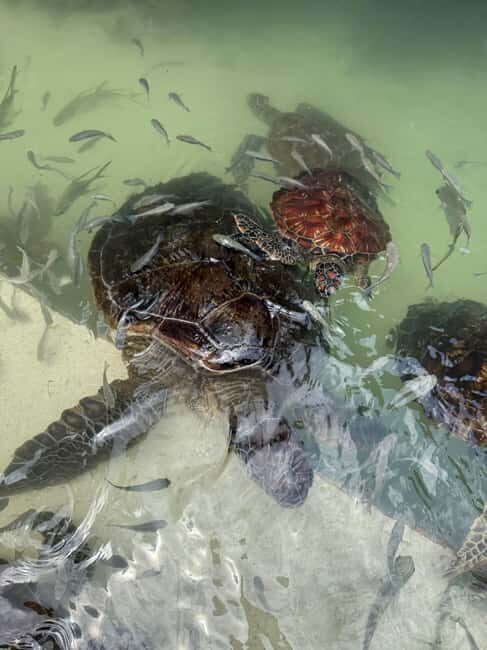 MNEMBA DOLPHIN TOUR, THE LAGOON AQUARIUM & KENDWA BEACH - An In-Depth Review of the Mnemba Dolphin Tour Experience