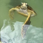MNEMBA DOLPHIN TOUR, THE LAGOON AQUARIUM & KENDWA BEACH - Final Thoughts