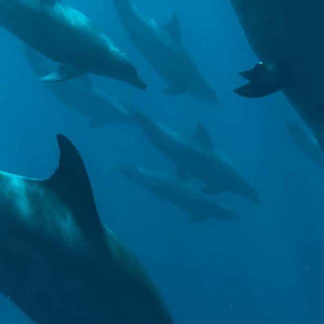 Mnemba Dolphin Watching & Prison Island Adventure With lunch - What Does the Tour Cover?