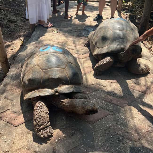 Mnemba Dolphin Watching & Prison Island Adventure With lunch - The Sum Up