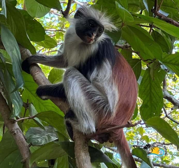 Mnemba Dolphins Tour, Jozani Forest and The Rock Restaurant - FAQ