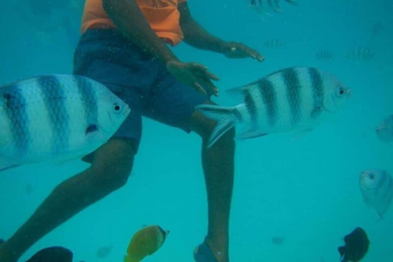 Mnemba Island Dolphin + Snorkel, Kuza Cave & Rock Restaurant - What to Expect from This Zanzibar Adventure