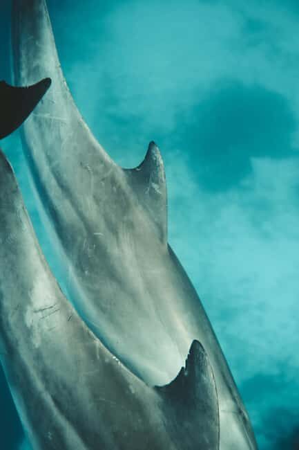 Mnemba Island: Dolphin & Snorkeling Trip with Lunch - The Full Experience: What to Expect on This Mnemba Island Tour