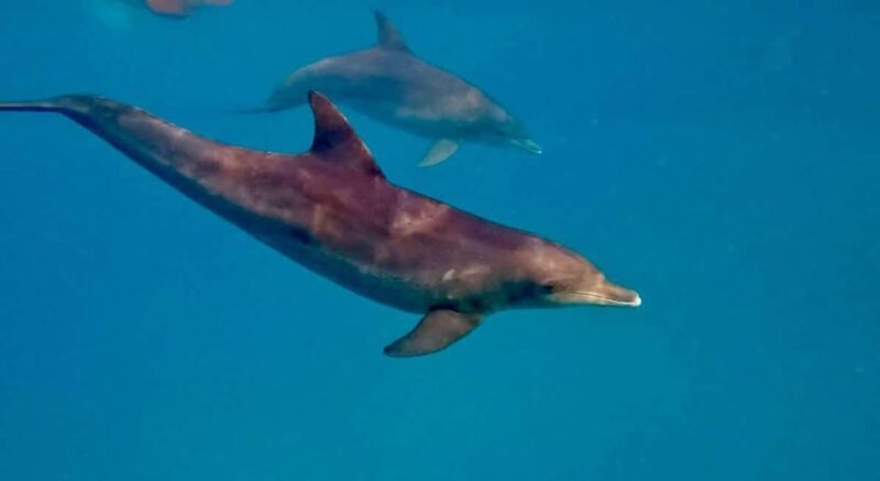 Mnemba Island: Dolphin Swim & Snorkeling with Lunch Option - Key Points