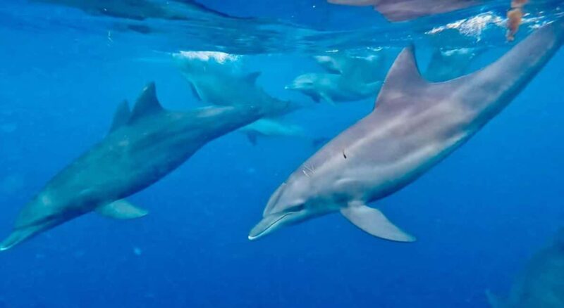 Mnemba Island: Dolphin Swim & Snorkeling with Lunch Option - Who Is This Tour Best For?