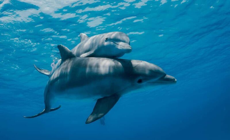 Mnemba Island: Dolphin Swim & Snorkeling with Optional Lunch - Key Points