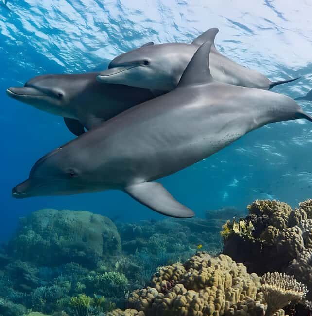 Mnemba Island: Dolphin Swim & Snorkeling with Optional Lunch - Who Is This Tour Best For?