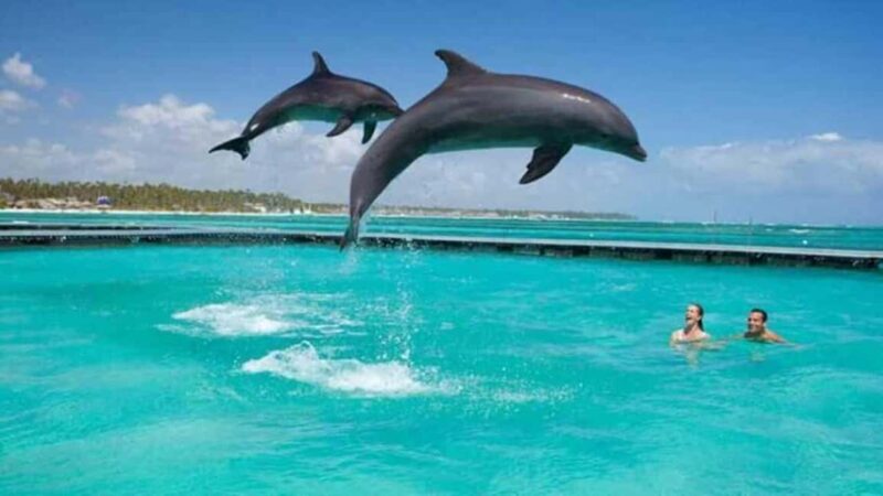 Mnemba Island Dolphins + Lunch, Spice Farm & Jozani Forest. - Practical Details & Tips