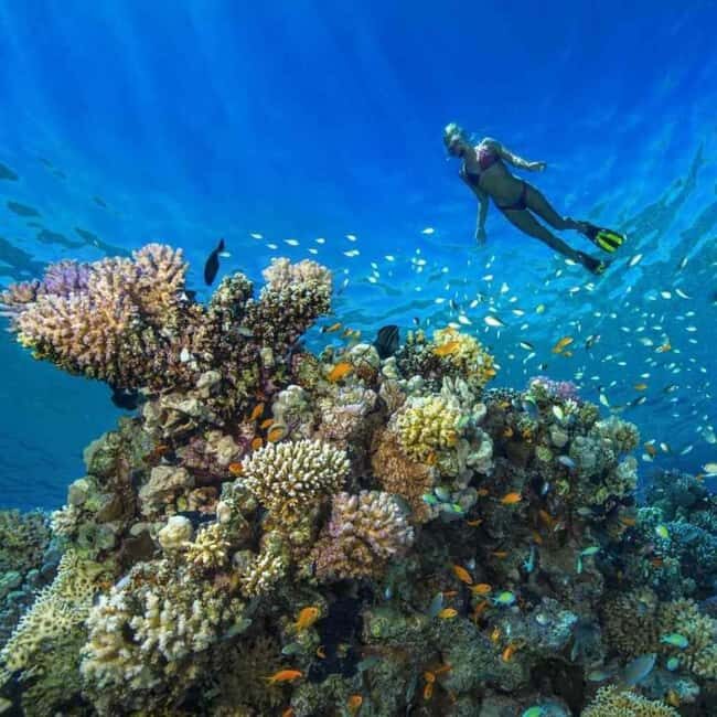 Mnemba Island: Guided Snorkeling & Dolphin Swim Experience - FAQ