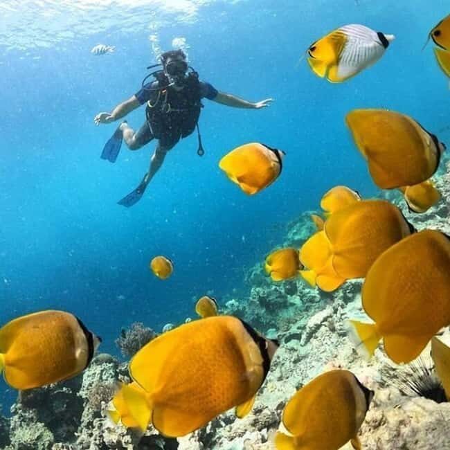 Mnemba Island: Half-Day Dolphin Swim & Snorkeling Boat Trip - The Crew and the Service