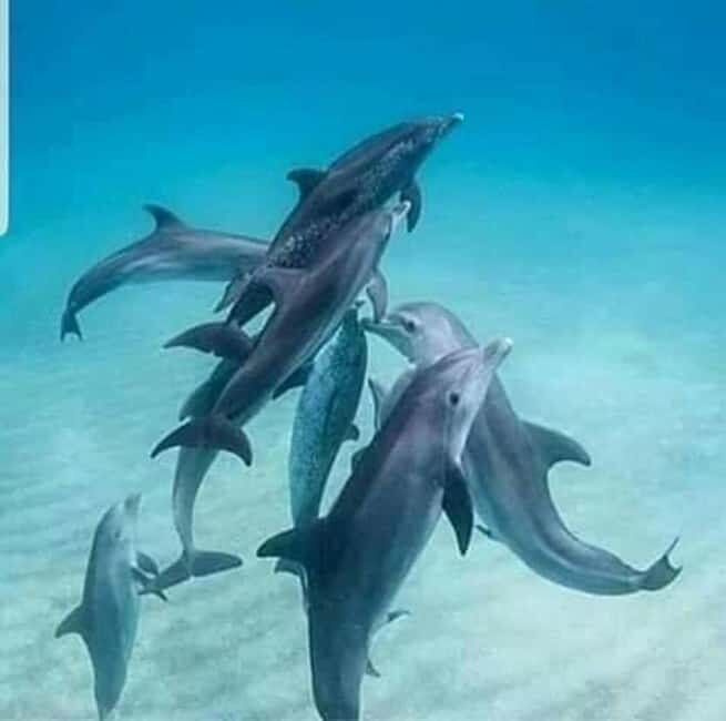 Mnemba Island: Half-Day Dolphin Swim & Snorkeling Boat Trip - The Experience From a Guest’s Perspective