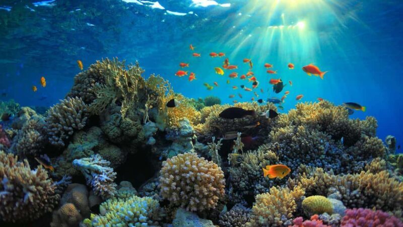 Mnemba Island: Half-Day Dolphin Swim & Snorkeling Boat Trip - FAQ