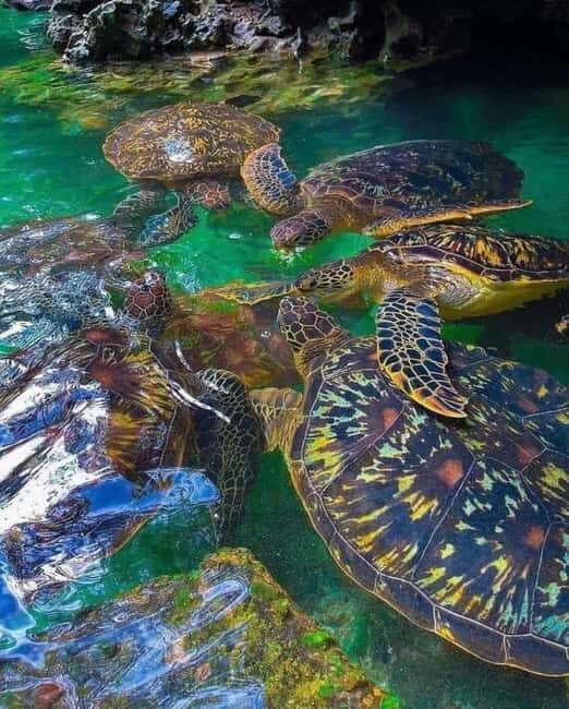 Mnemba island &Nungwi Aquarium & Sunset at kendwa (full day) - The Sum Up