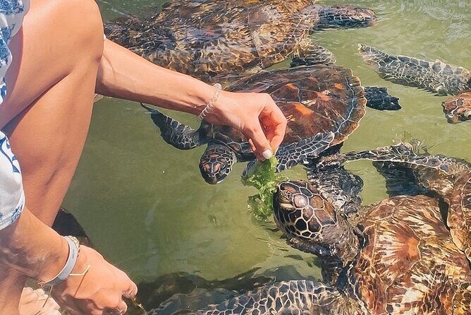 Mnemba Island, Nungwi Village & Sea Turtle Experience - Who is this tour best suited for? 