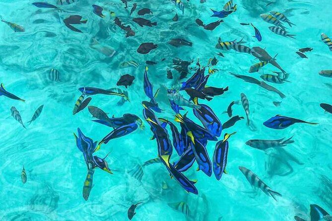 Mnemba Island Snorkeling and Dolphin tour - What We Think: Pros and Cons