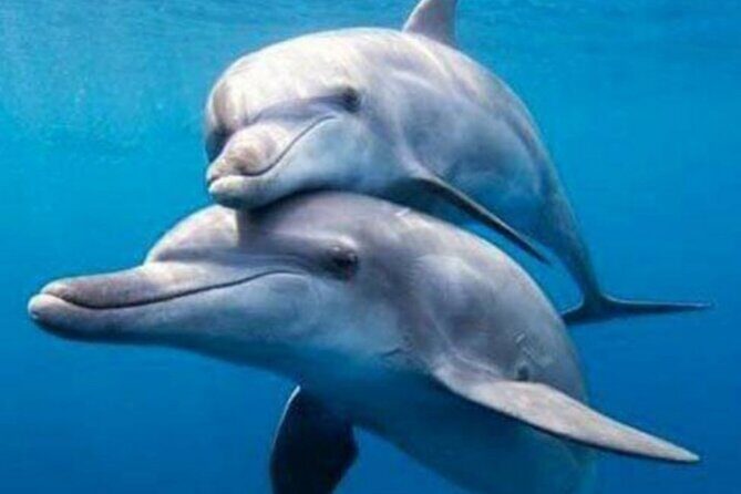 Mnemba Island Snorkeling and Dolphin tour - FAQs