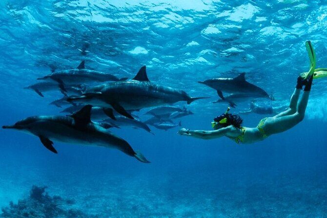 Mnemba Island snorkeling and Swimming with Dolphin - Key Points