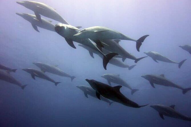 Mnemba Island snorkeling and Swimming with Dolphin - The Itinerary Breakdown