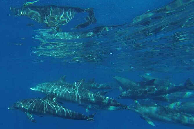 Mnemba Island snorkeling and Swimming with Dolphin - Frequently Asked Questions