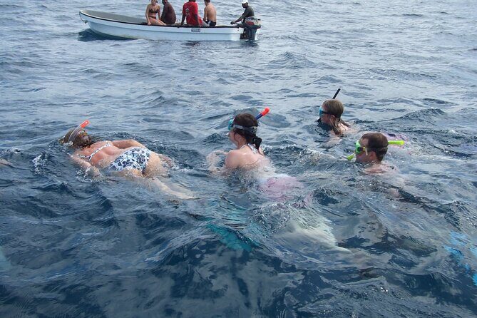 Mnemba Island Snorkeling and Swimming with Dolphins - Key Points