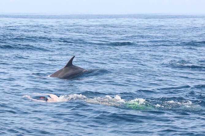 Mnemba Island Snorkeling and Swimming with Dolphins - Authentic Experiences and Tips Based on Reviews