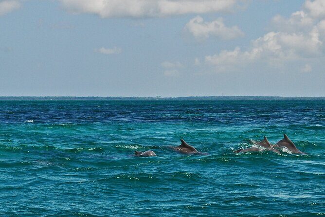 Mnemba Island Snorkeling and Swimming with Dolphins - Who Should Consider This Tour?