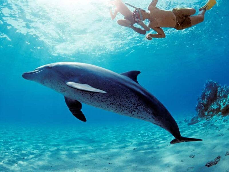 Mnemba Island: Snorkeling & Swim with Wild Dolphins - Introduction: A Closer Look at the Mnemba Island Snorkeling & Dolphin Swim Tour