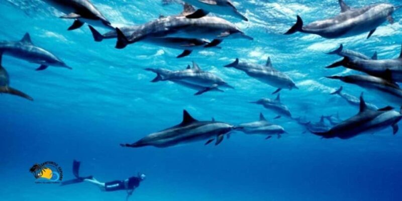 Mnemba Island: Snorkeling & Swim with Wild Dolphins - Key Points