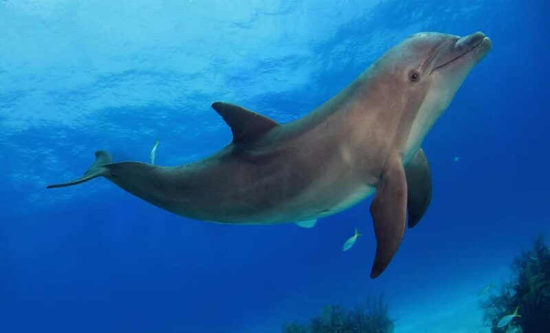 Mnemba Island: Snorkeling & Swim with Wild Dolphins - The Sum Up: Who Should Consider This Tour?