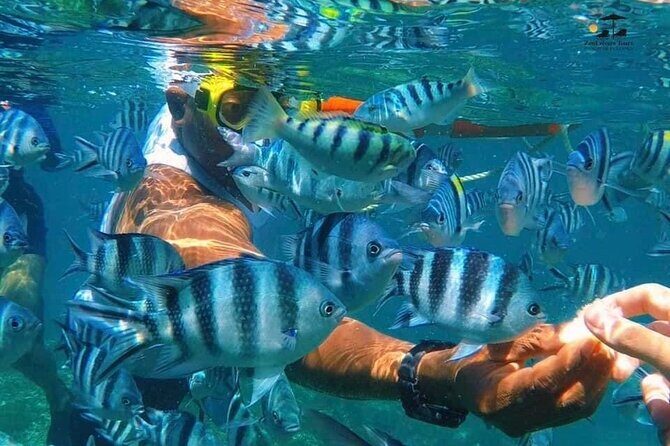 Mnemba island snorkeling tour - FAQ