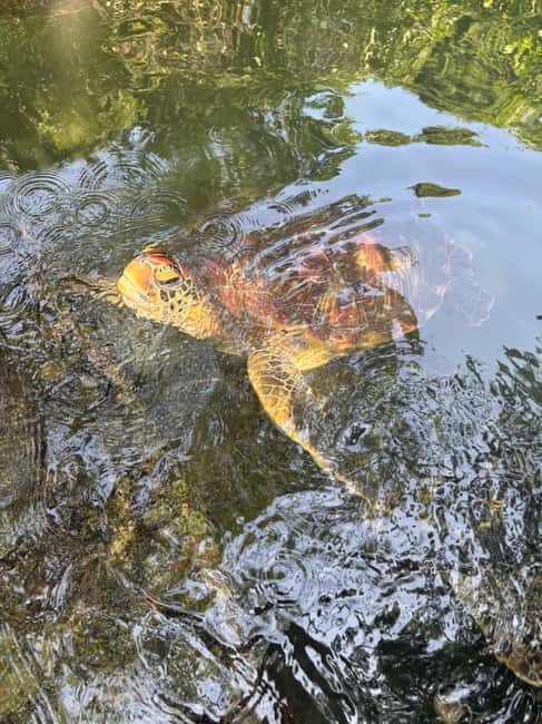 Mnemba Island, Turtle Tour, Kuza Cave, The Rock - Authentic Experiences and Guest Insights