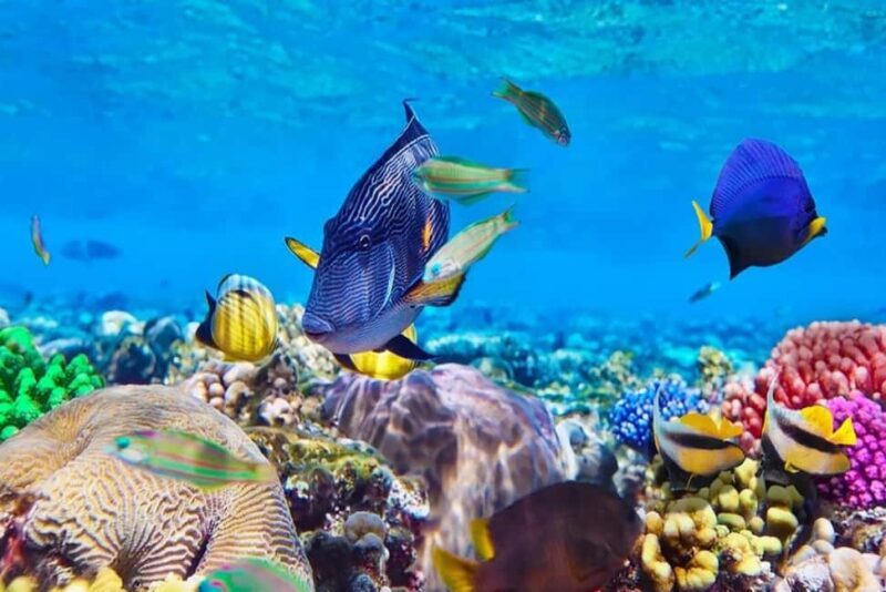 Mnemba paradise; snorkling with jet ski from kendwa beach - The Dolphin Spotting Opportunity