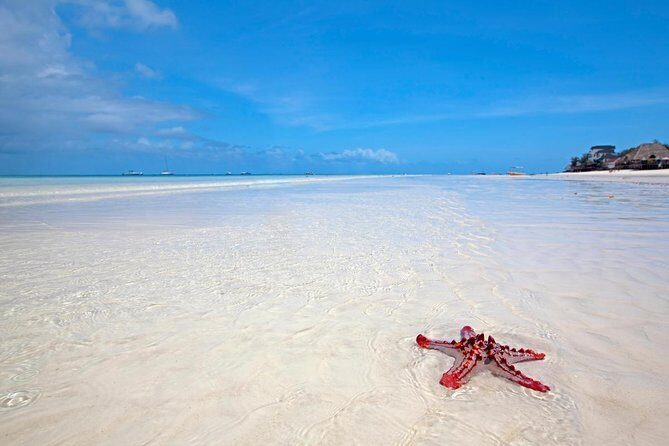 Mnemba Snorkeling, Dolphin and Baraka Natural Aquarium - Key Points