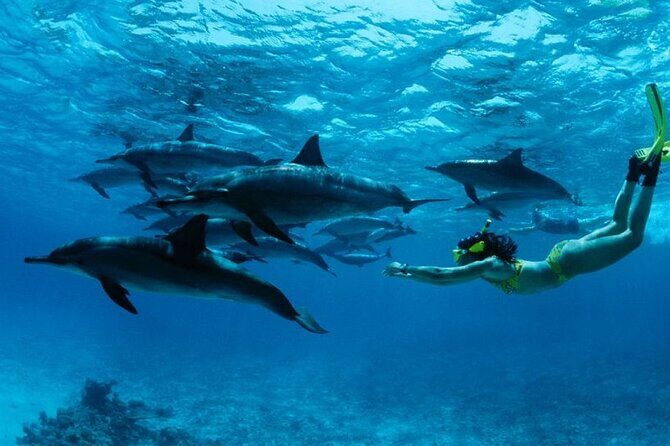 Mnemba Snorkeling, Dolphin and Baraka Natural Aquarium - What Reviewers Say: Authentic Perspectives