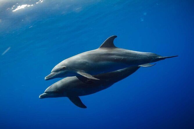 Mnemba Snorkeling, Dolphin and Baraka Natural Aquarium - Who Should Consider This Tour?