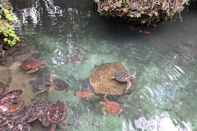 Mnemba Snorkeling, Dolphin and Baraka Natural Aquarium - The Sum Up: Is It Worth It?