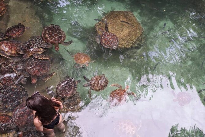 Mnemba Snorkeling, Dolphin and Baraka Natural Aquarium - FAQs