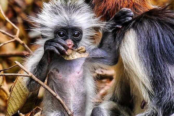 Mnemba Snorkeling; Monkey Tour; Kuza Cave; The Rock; Salaam Cave - Why This Tour Works for You