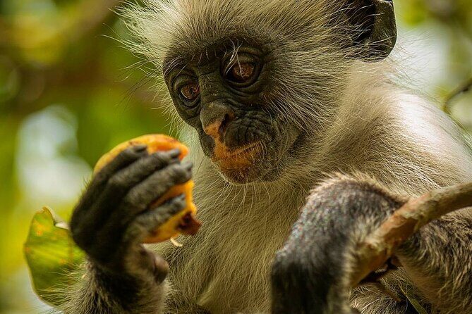 Mnemba Snorkeling; Monkey Tour; Kuza Cave; The Rock; Salaam Cave - FAQs