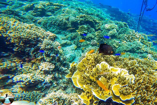 Moalboal Island Hopping (Pescador Island, Sardines and Turtles) - The Pros and Cons: Real Talk from Travelers