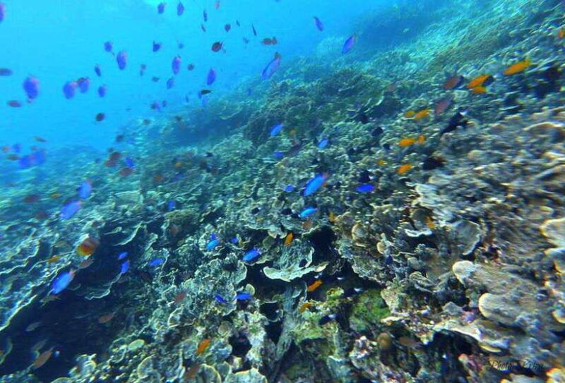 moalboal-marvels-island-hopping-paradise-sardines-run
