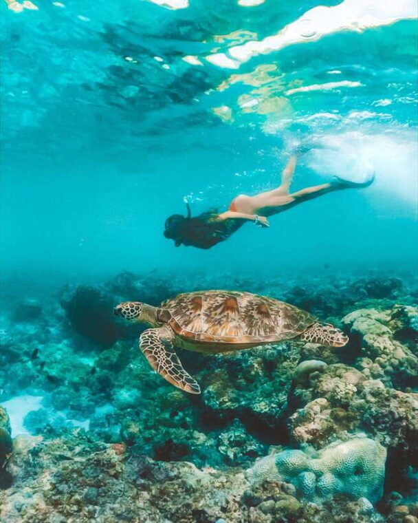 moalboal-marvels-island-hopping-paradise-sardines-run