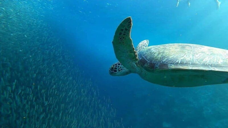 moalboal-pescador-island-hopping-adventure-and-sardine-run